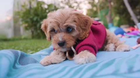 Cute puppy dog Cavapoo or Maltipoo Stock Footage 289564491