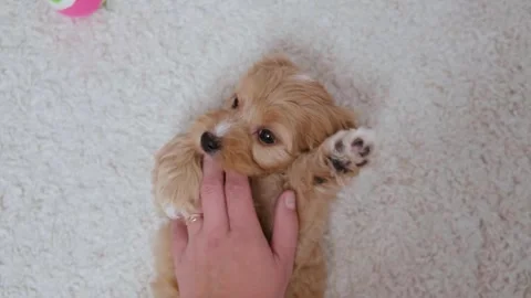 Cute puppy dog Cavapoo or Maltipoo Stock Footage 289564883