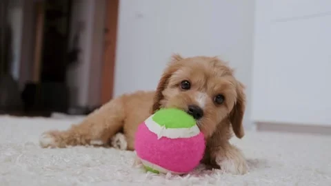 Cute puppy dog Cavapoo or Maltipoo Stock Footage 289564887
