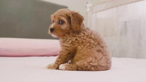 Cute puppy dog Cavapoo or Maltipoo Stock Footage 289564889
