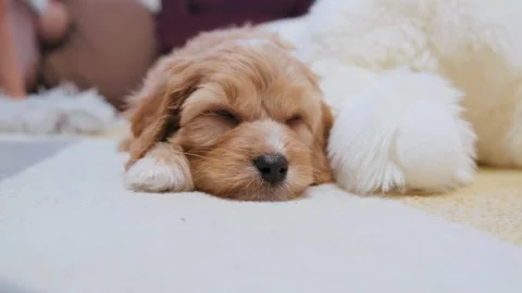 Cute puppy dog Cavapoo or Maltipoo Vídeos de archivo 289564983