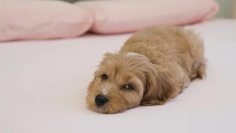 Cute puppy dog Cavapoo or Maltipoo Stock Footage 289565144