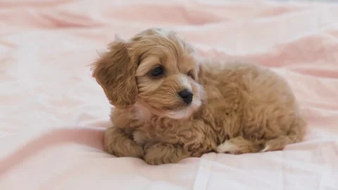 Cute puppy dog Cavapoo or Maltipoo Stock Footage 289565325