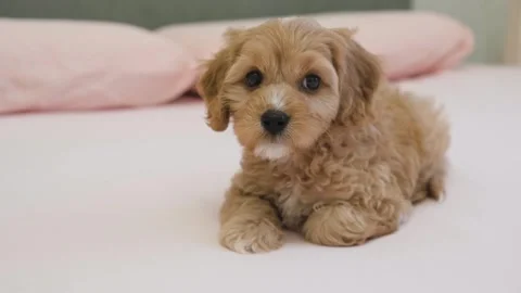 Cute puppy dog Cavapoo or Maltipoo 스톡 동영상 289565416