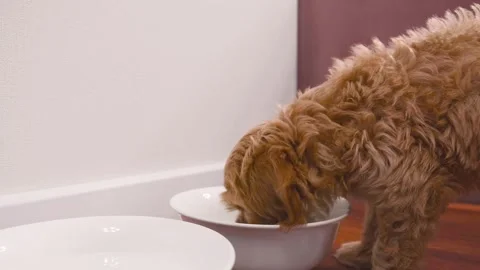 Cute puppy dog Cavapoo or Maltipoo Stock Footage 289565448