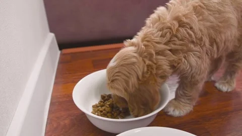 Cute puppy dog Cavapoo or Maltipoo Stock Footage 289565534
