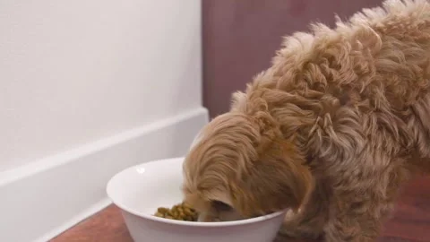 Cute puppy dog Cavapoo or Maltipoo Stock Footage 289565794