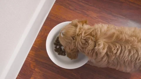 Cute puppy dog Cavapoo or Maltipoo Stock Footage 289565841