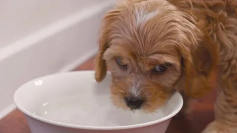 Cute puppy dog Cavapoo or Maltipoo Stock Footage 289565870