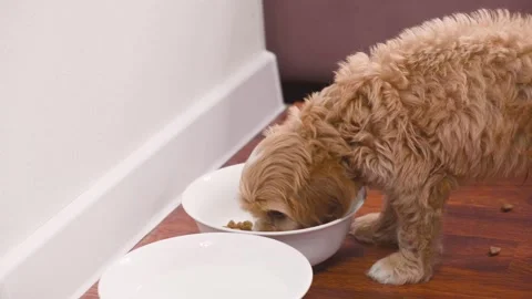 Cute puppy dog Cavapoo or Maltipoo Stock Footage 289565917