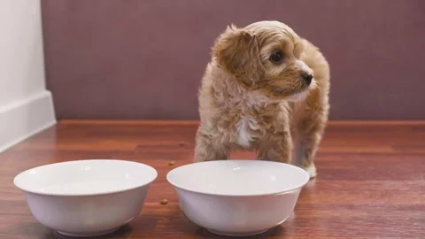 Cute puppy dog Cavapoo or Maltipoo Stock Footage 289566033