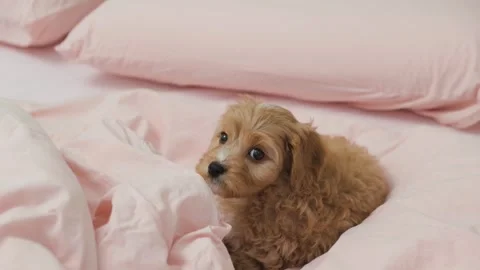 Cute puppy dog Cavapoo or Maltipoo Stock Footage 289566098
