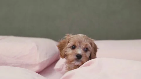 Cute puppy dog Cavapoo or Maltipoo Stock Footage 289566160