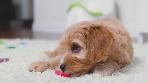 Cute puppy dog Cavapoo or Maltipoo Stock Footage 289566239