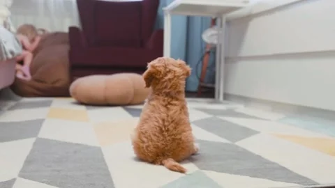 Cute puppy dog Cavapoo or Maltipoo 스톡 동영상 289566295