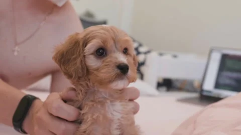 Cute puppy dog Cavapoo or Maltipoo Vídeos de archivo 289566450