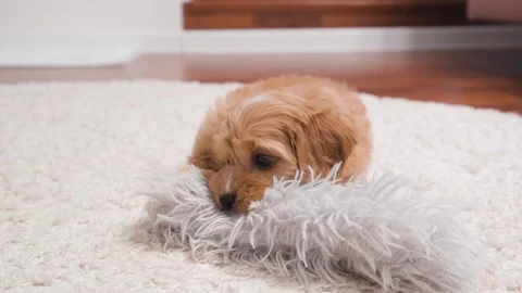 Cute puppy dog Cavapoo or Maltipoo Stock Footage 289566451
