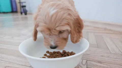 Cute puppy dog Cavapoo or Maltipoo Stock Footage 289566574
