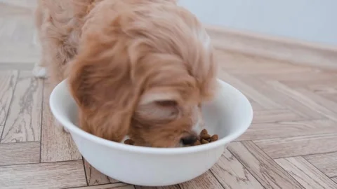 Cute puppy dog Cavapoo or Maltipoo Stock Footage 289566602
