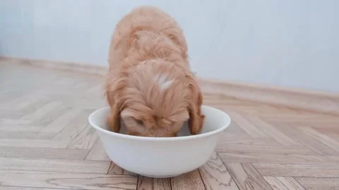 Cute puppy dog Cavapoo or Maltipoo Stock Footage 289566692