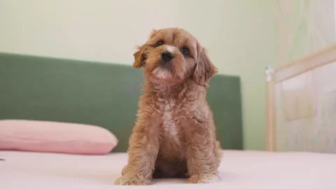 Cute puppy dog Cavapoo or Maltipoo Stock Footage 289566892