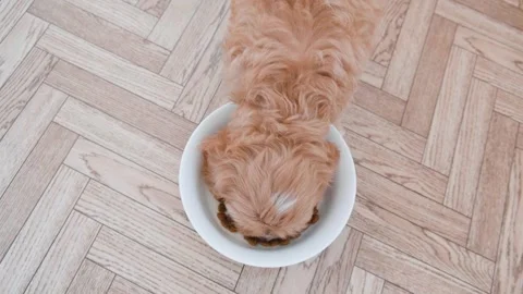 Cute puppy dog Cavapoo or Maltipoo Stock Footage 289566923