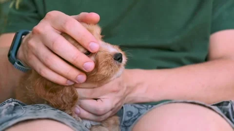 Cute puppy dog Cavapoo or Maltipoo Stock Footage 289567020