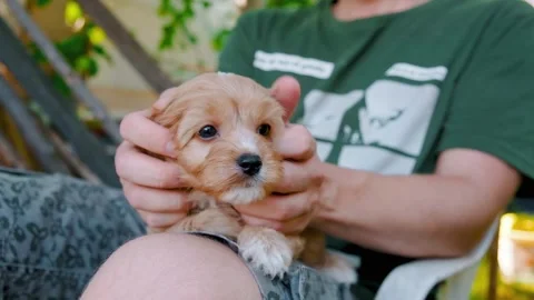 Cute puppy dog Cavapoo or Maltipoo Stock Footage 289567033