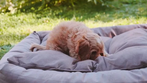 Cute puppy dog Cavapoo or Maltipoo Stock Footage 289567437