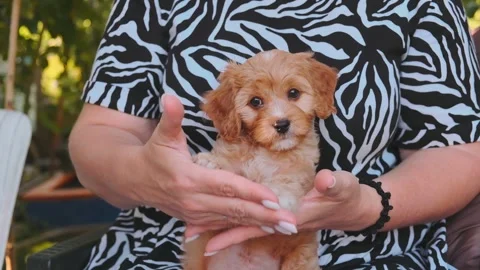 Cute puppy dog Cavapoo or Maltipoo Stock Footage 289567615