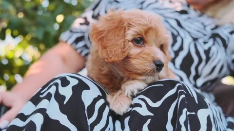 Cute puppy dog Cavapoo or Maltipoo Stock Footage 289567622