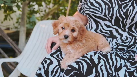 Cute puppy dog Cavapoo or Maltipoo Stock Footage 289567627