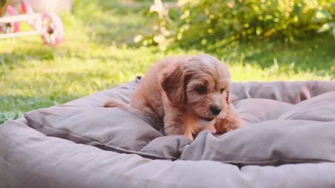 Cute puppy dog Cavapoo or Maltipoo Stock Footage 289567628