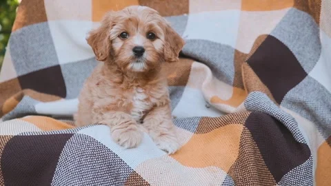 Cute puppy dog Cavapoo or Maltipoo 動画素材 289567664