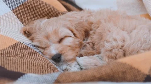 Cute puppy dog Cavapoo or Maltipoo Stock Footage 289567668