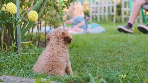 Cute puppy dog Cavapoo or Maltipoo Stock Footage 289567672