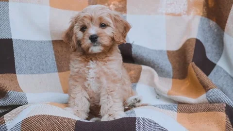 Cute puppy dog Cavapoo or Maltipoo Stock Footage 289567673