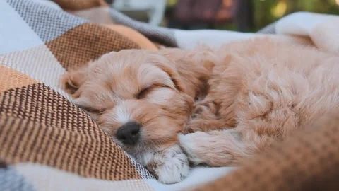 Cute puppy dog Cavapoo or Maltipoo Stock Footage 289567674