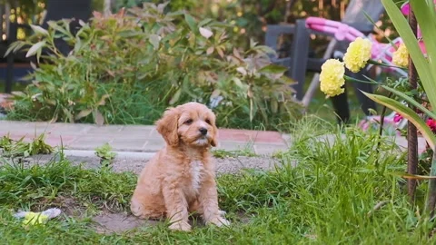 Cute puppy dog Cavapoo or Maltipoo Stock Footage 289567785