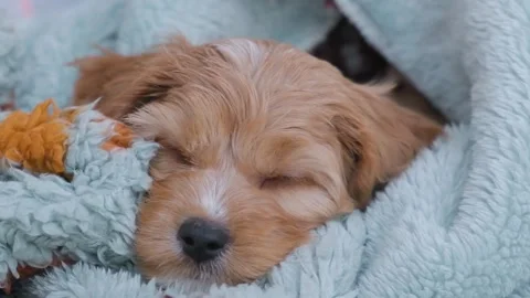 Cute puppy dog Cavapoo or Maltipoo Stock Footage 289567794