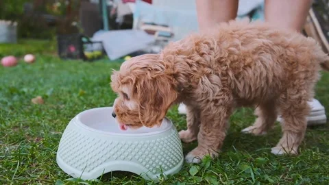 Cute puppy dog Cavapoo or Maltipoo Stock Footage 289567796