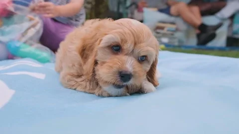 Cute puppy dog Cavapoo or Maltipoo Stock Footage 289567809