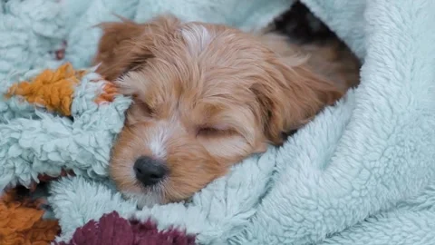Cute puppy dog Cavapoo or Maltipoo Stock Footage 289567827