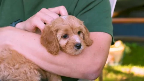 Cute puppy dog Cavapoo or Maltipoo 스톡 동영상 289567842
