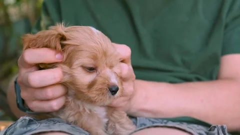 Cute puppy dog Cavapoo or Maltipoo Stock Footage 289567843