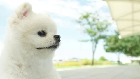 Cute Puppy dog 스톡 동영상 79866599