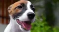 Cute Puppy Dog Outdoors HD Footage