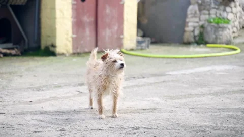 Cute puppy dog walking in the yard near the house, light brown dirty street pet Stock Footage 317841014