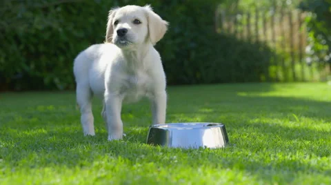 Cute Puppy is Eating - Drinking Stock-Footage 54662719