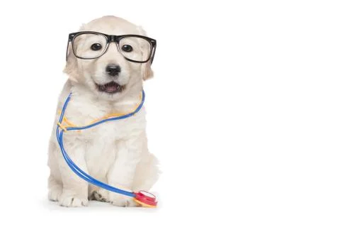 Cute Puppy Eyeglasses Veterinarian Stethoscope Doctor Elegant Open Mouth Stock Photos